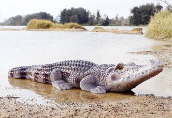 鱷魚雕塑-河邊公園擺放的抬頭的玻璃鋼創意鱷魚雕塑